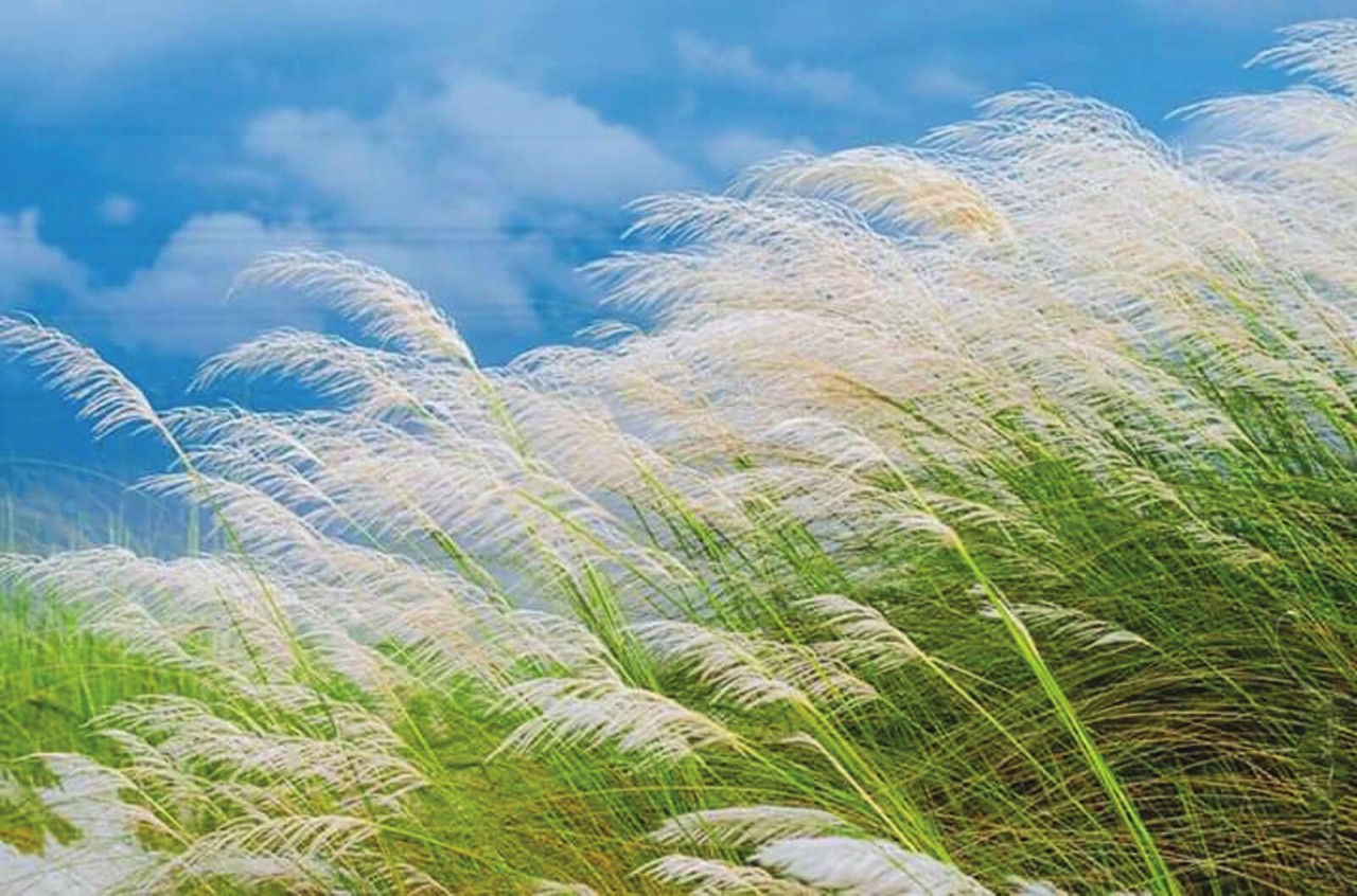 যমুনার চরে কাশফুল টানছে পর্যটকদের